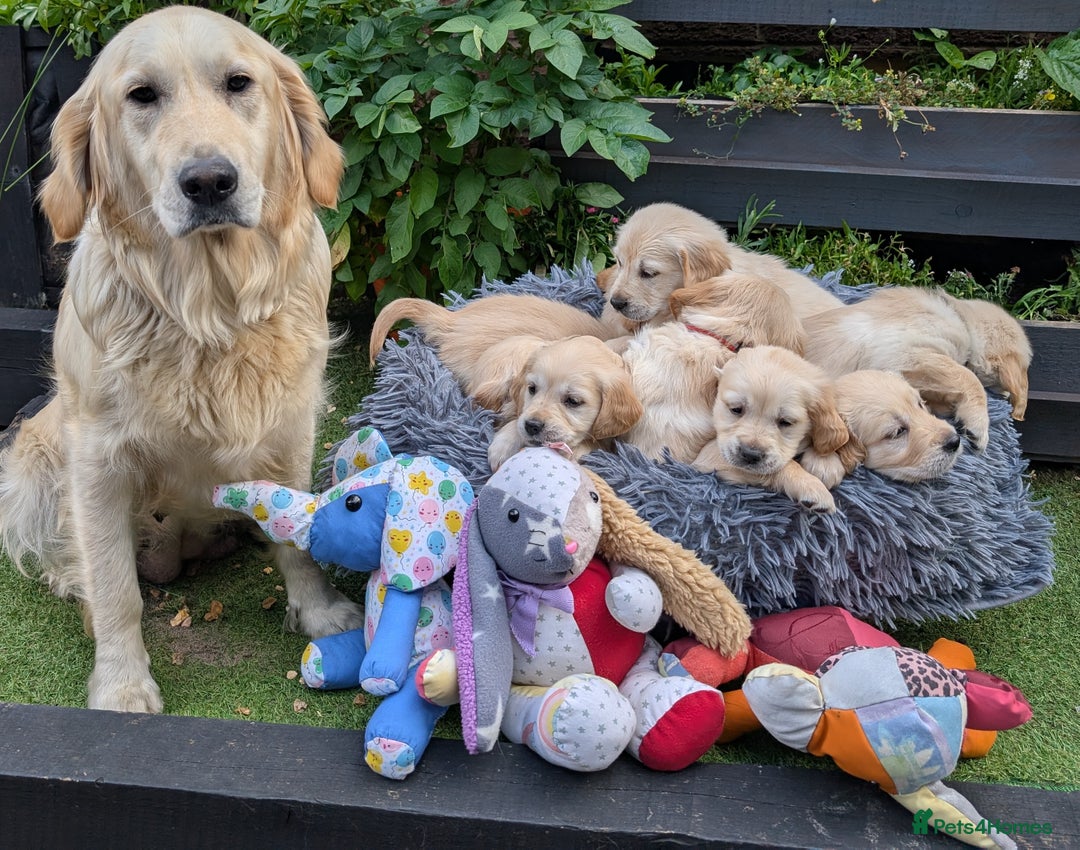 Golden Retriever dogs for sale: Fully vaccinated KC registered golden retriever  - Image 5