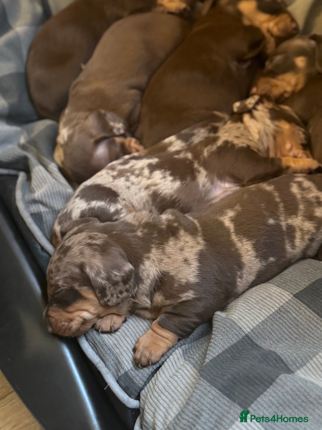 Dachshund dogs for sale: Lovely Dachshunds!  - Advert 5