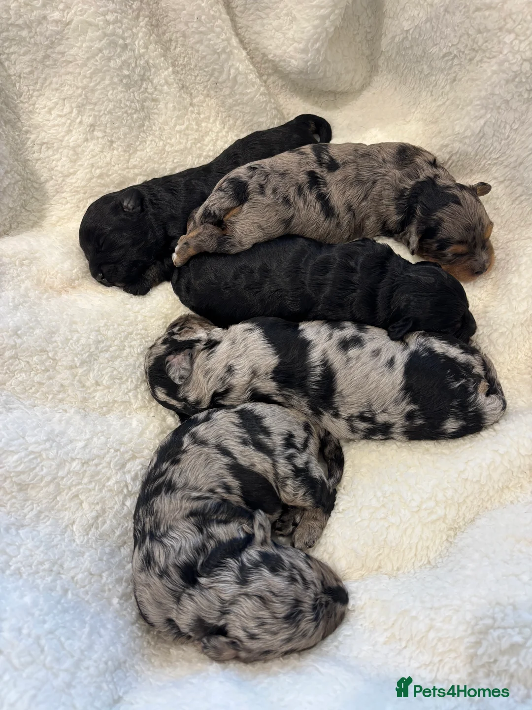 Maltipoo dogs for sale: 💎 Adorable Maltipoo Puppies ❤️ - Advert 22