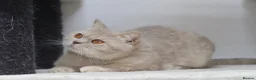 British Shorthair cats for sale: British Shorthairs seeking forever homes - Advert 9