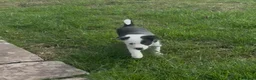 Border Collie dogs for sale: 2 female collie Pups in Abergavenny - Advert 3