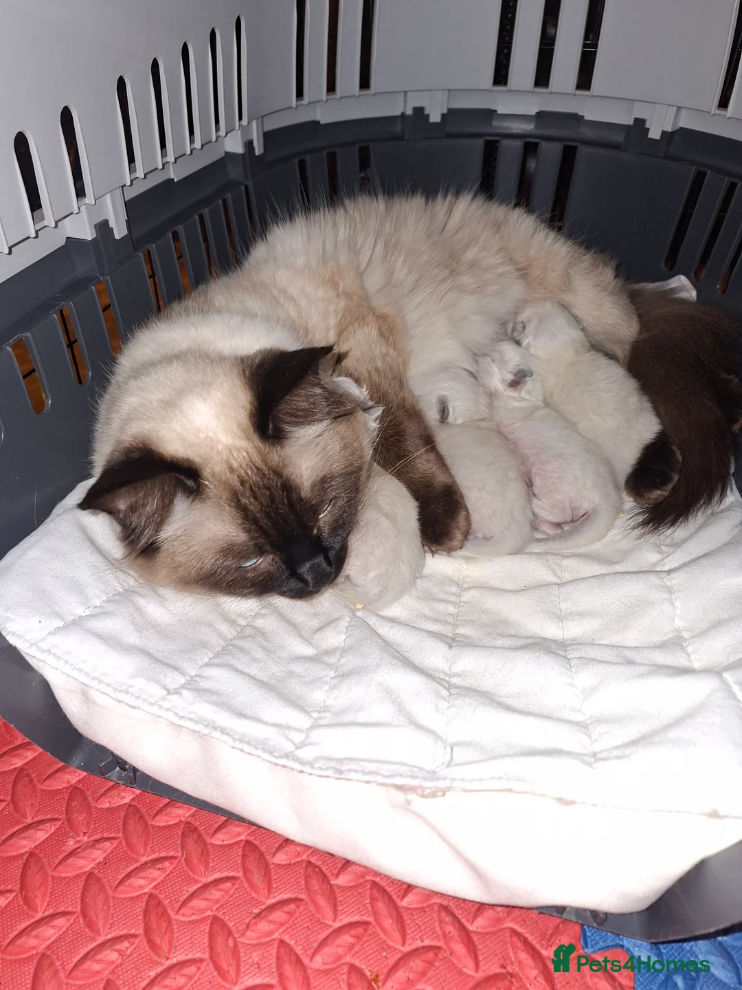 Ragdoll cats for sale: PEDIGREE RAGDOLL KITTENS - Advert 1