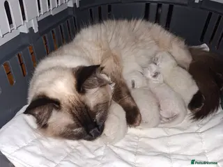 Ragdoll cats PEDIGREE RAGDOLL KITTENS - Advert 1