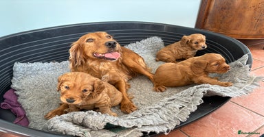 Cocker Spaniel dogs - Advert 11
