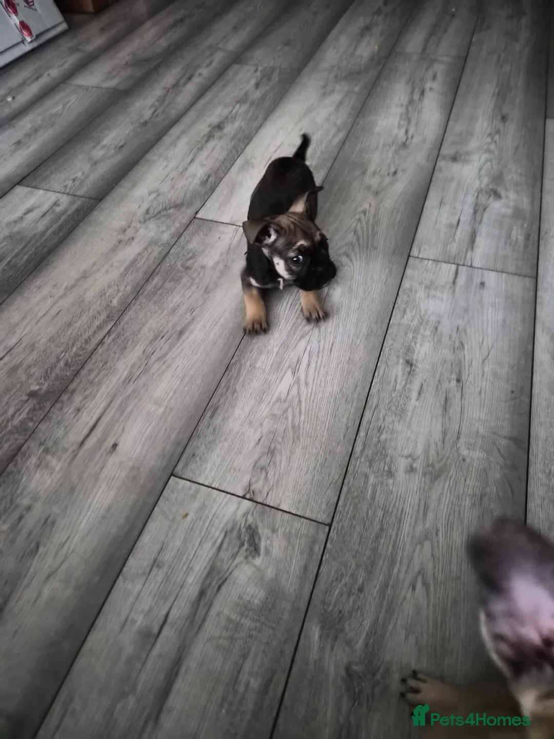 Mixed Breed dogs for sale:  Female Hybrid Bulldog Pups - Advert 9