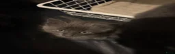 Korat cats for sale: Kittens - Advert 21