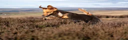 Golden Retriever dogs for sale: KC reg working golden retriever boys  - Advert 24