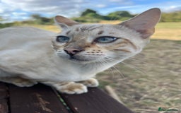 Bengal cats for sale: Male Snow & Female Brown Rosetta bengals - Image 9