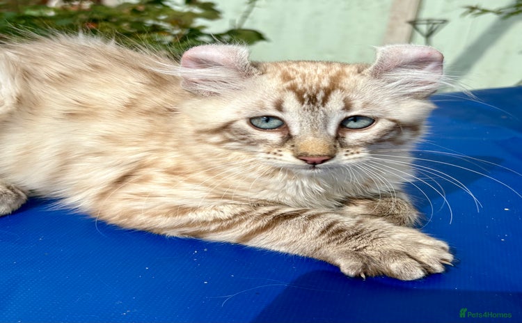 Keetso cats - Advert 1