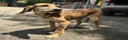 Segugio Italiano dogs for adoption: Loumi (wire-haired Segugio Italiano) in Edinburgh - Advert 16
