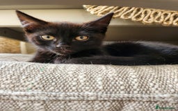Domestic Shorthair cats for sale: 1 male and 1 female black kitten  - Image 3