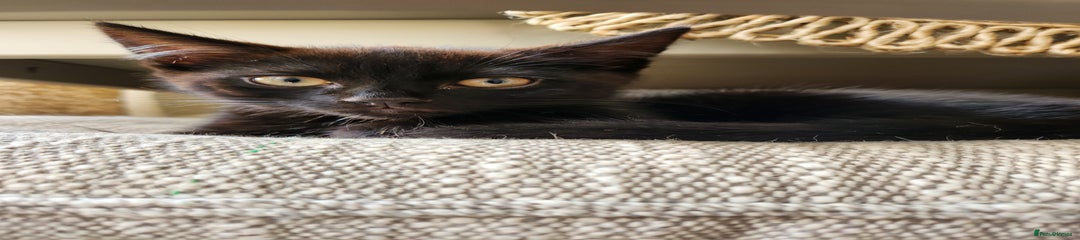 Domestic Shorthair Kitten 1