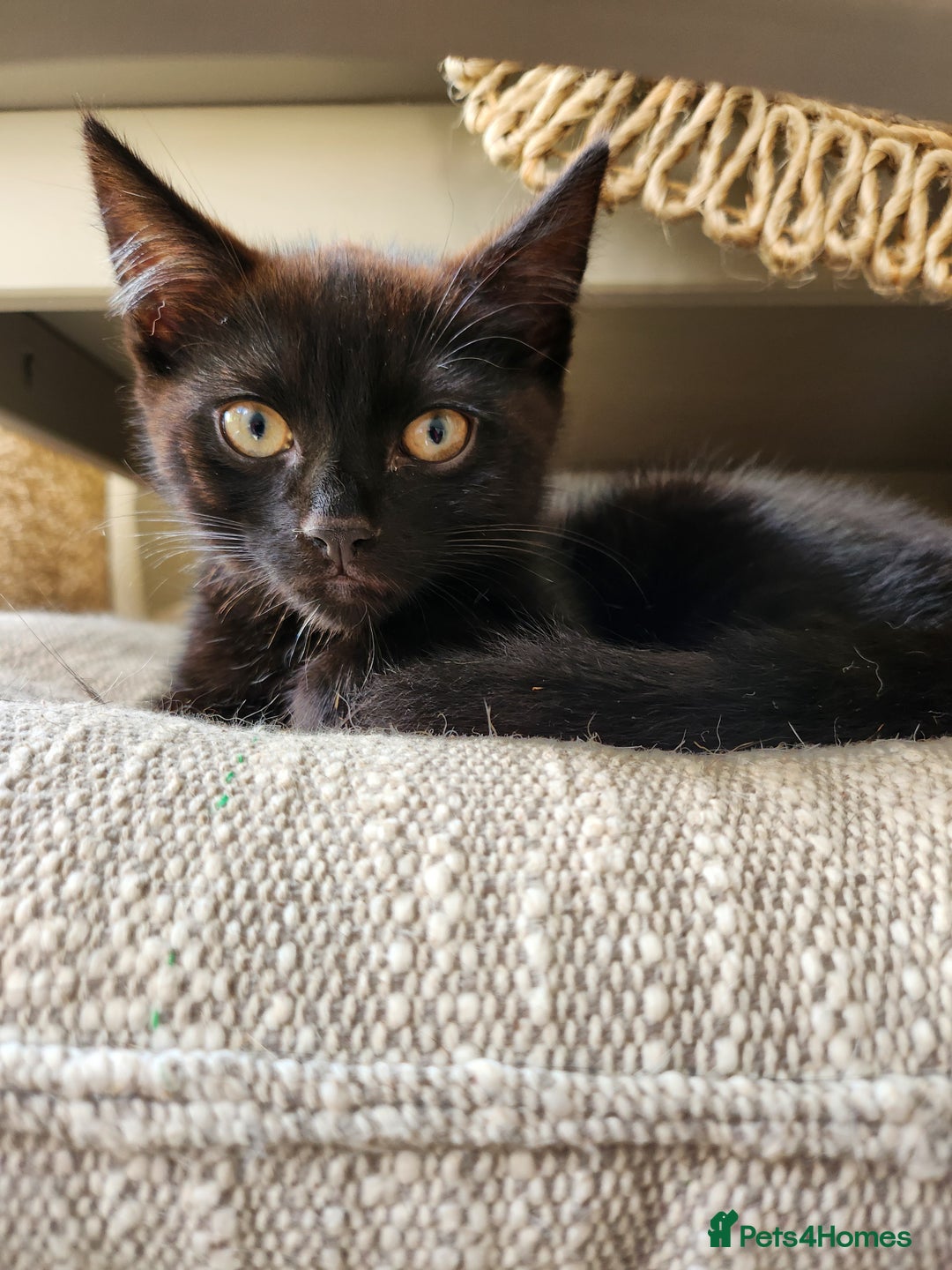Domestic Shorthair cats for sale: 1 male and 1 female black kitten  - Image 3