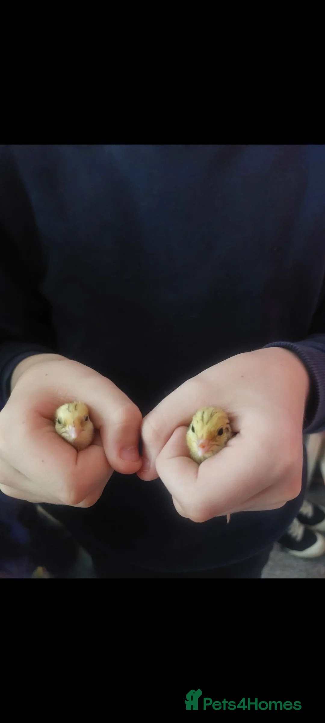 Quail poultry for sale: Male coturnix quails 2 weeks old  - Advert 2