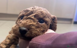 Cockapoo dogs for sale: Cockapoo puppies - Image 9