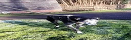 Lurcher dogs for adoption: 🖤 JET – A Gentleman Lurcher for a Forever Sofa 🖤 in Worksop - Advert 14