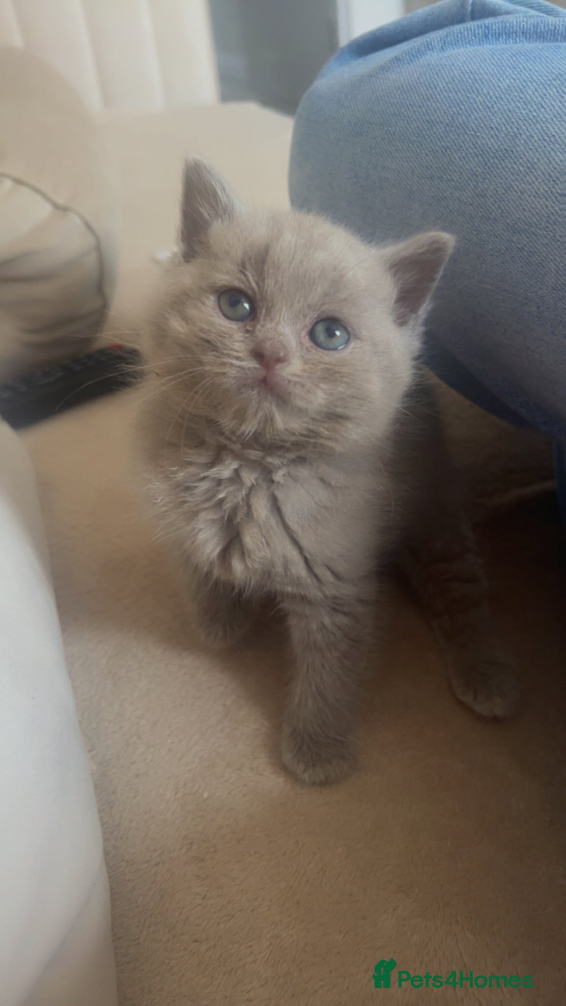 British Shorthair cats Beautiful British Shorthair kittens - Advert 12