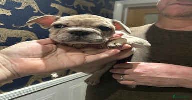 French Bulldog dogs - Advert 9