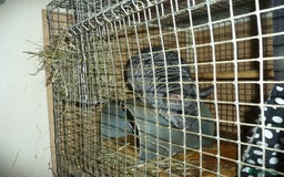 Chinchilla rodents for sale: Two ChincHilla's for sale. - Image 5