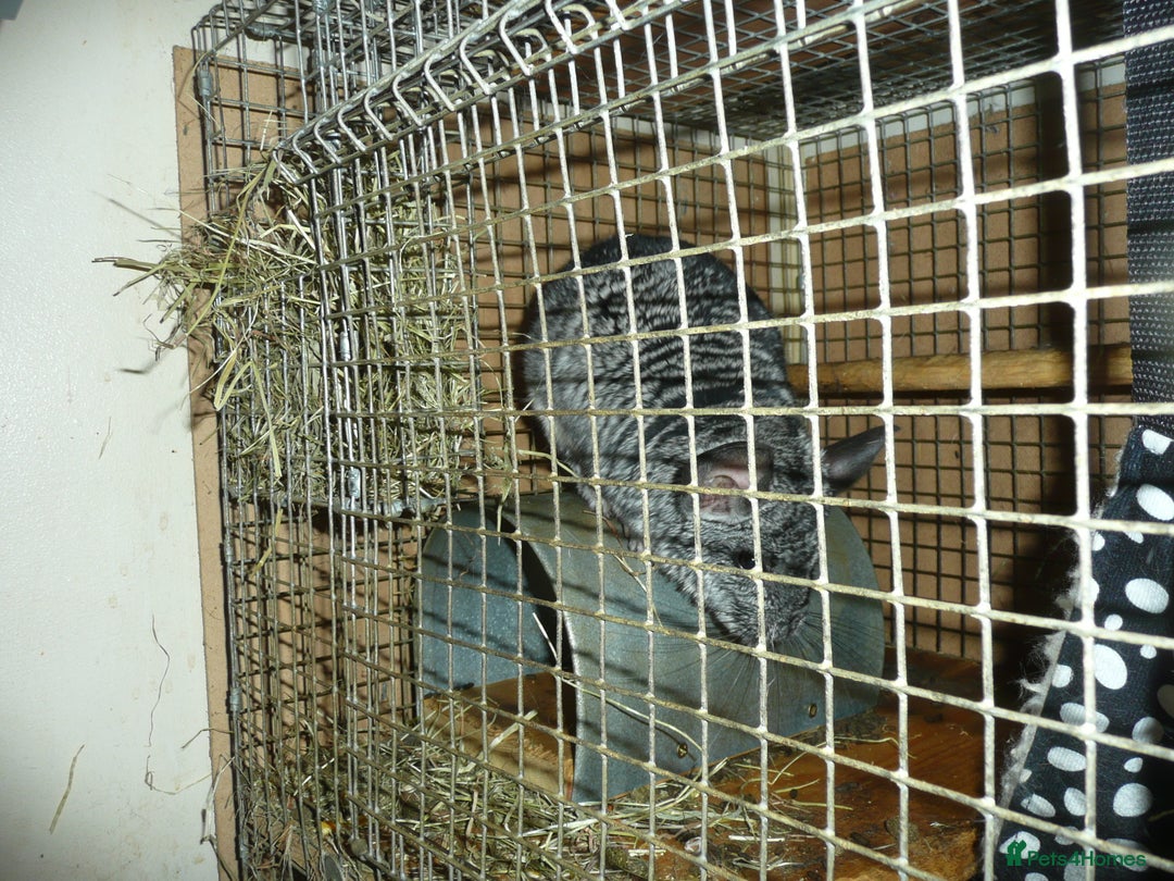 Chinchilla rodents for sale: Two ChincHilla's for sale. - Image 5