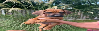 Rhodesian Ridgeback 1