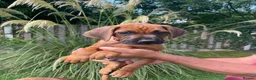 Rhodesian Ridgeback dogs for sale: 2 outstanding boys looking for forever homes  - Advert 9