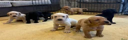 Labrador Retriever dogs for sale: Labrador Puppies  - Advert 10