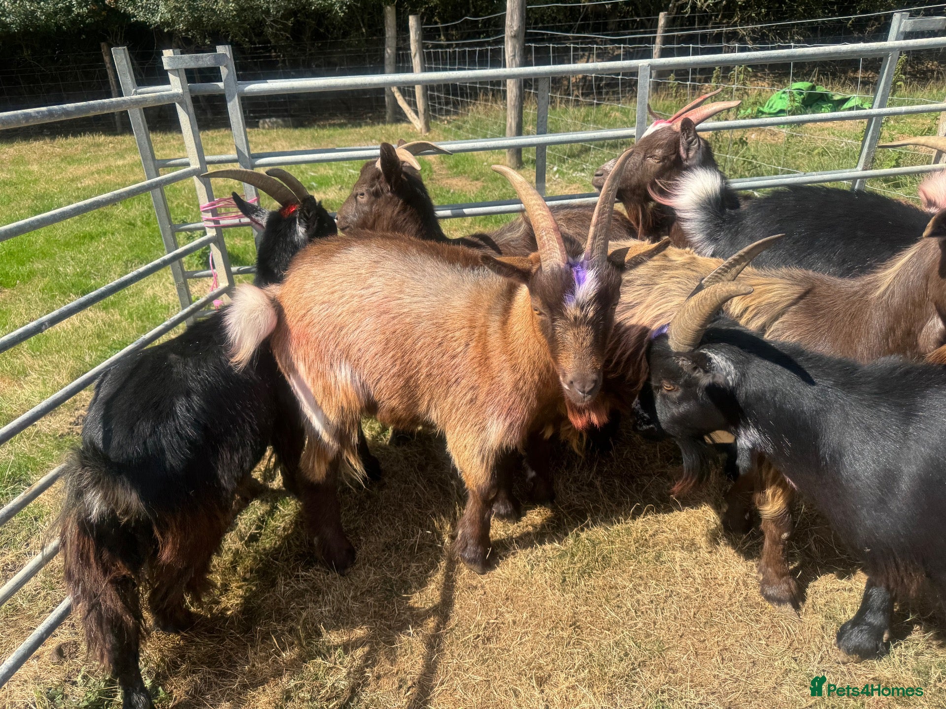 Goats livestock 7 Pygmy goats for sale - Advert 2