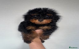 Toy Poodle dogs for sale: Extremely rare blue tiny Kc Reg Toy Poodle Puppy! - Image 19