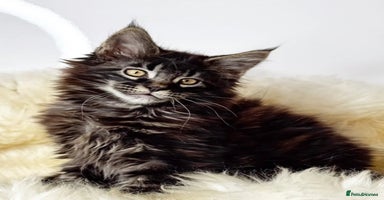 Maine Coon cats Xl Stunning Maine coon kittens  - Advert 4