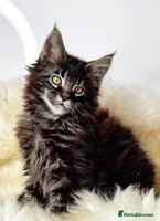 Maine Coon cats Xl Stunning Maine coon kittens - Advert 1