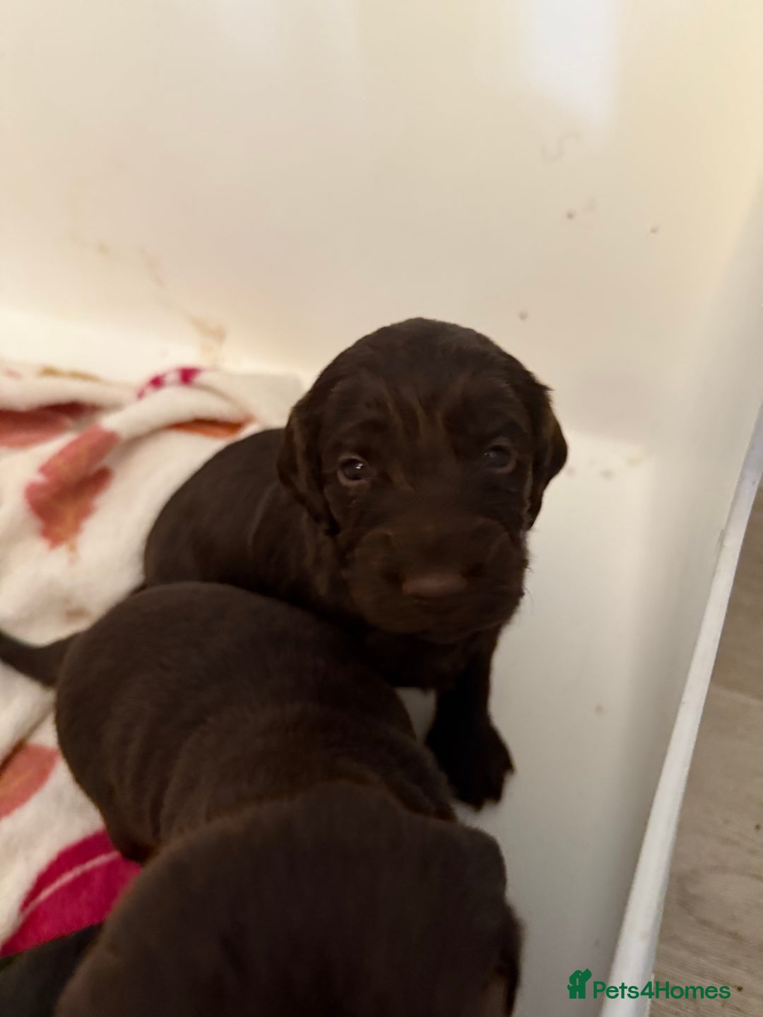 Cockapoo dogs for sale: F1B cockapoo puppies - Image 5