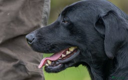 Labrador Retriever dogs for sale: Fully health tested Labrador puppies  - Image 5
