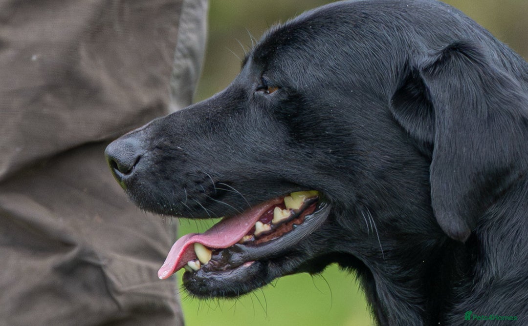 Labrador Retriever dogs for sale: Fully health tested Labrador puppies  - Image 5
