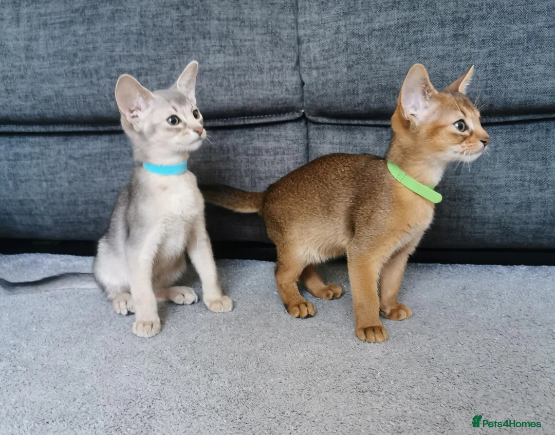 Abyssinian cats for sale: Beautiful Abyssinian Kitten ready for reservation  - Advert 1