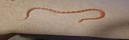 Corn Snake reptiles for sale: Chase our Corn snake - Advert 1
