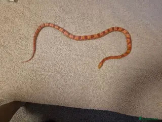 Corn Snake reptiles Chase our Corn snake - Advert 1