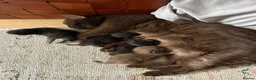 British Shorthair cats for sale: Chocolate BSH Kittens 🐾 - Advert 1