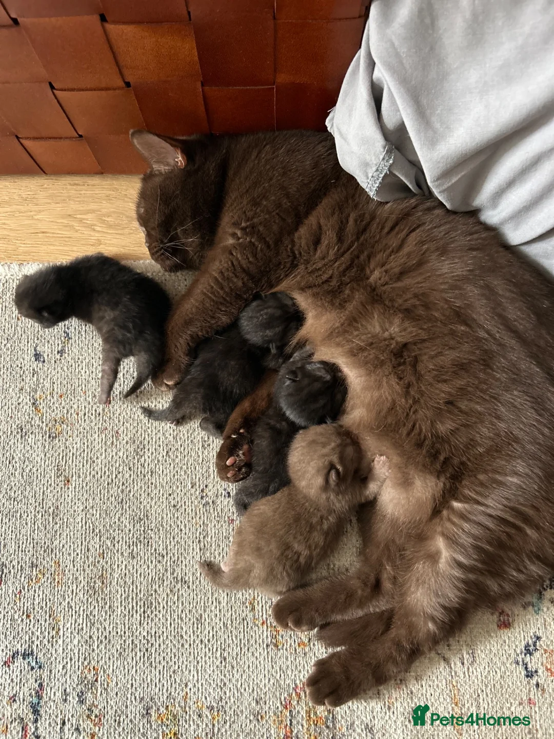 British Shorthair cats for sale: Chocolate BSH Kittens 🐾 - Advert 1