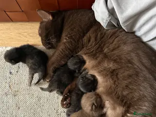 British Shorthair cats Chocolate BSH Kittens 🐾 - Advert 1