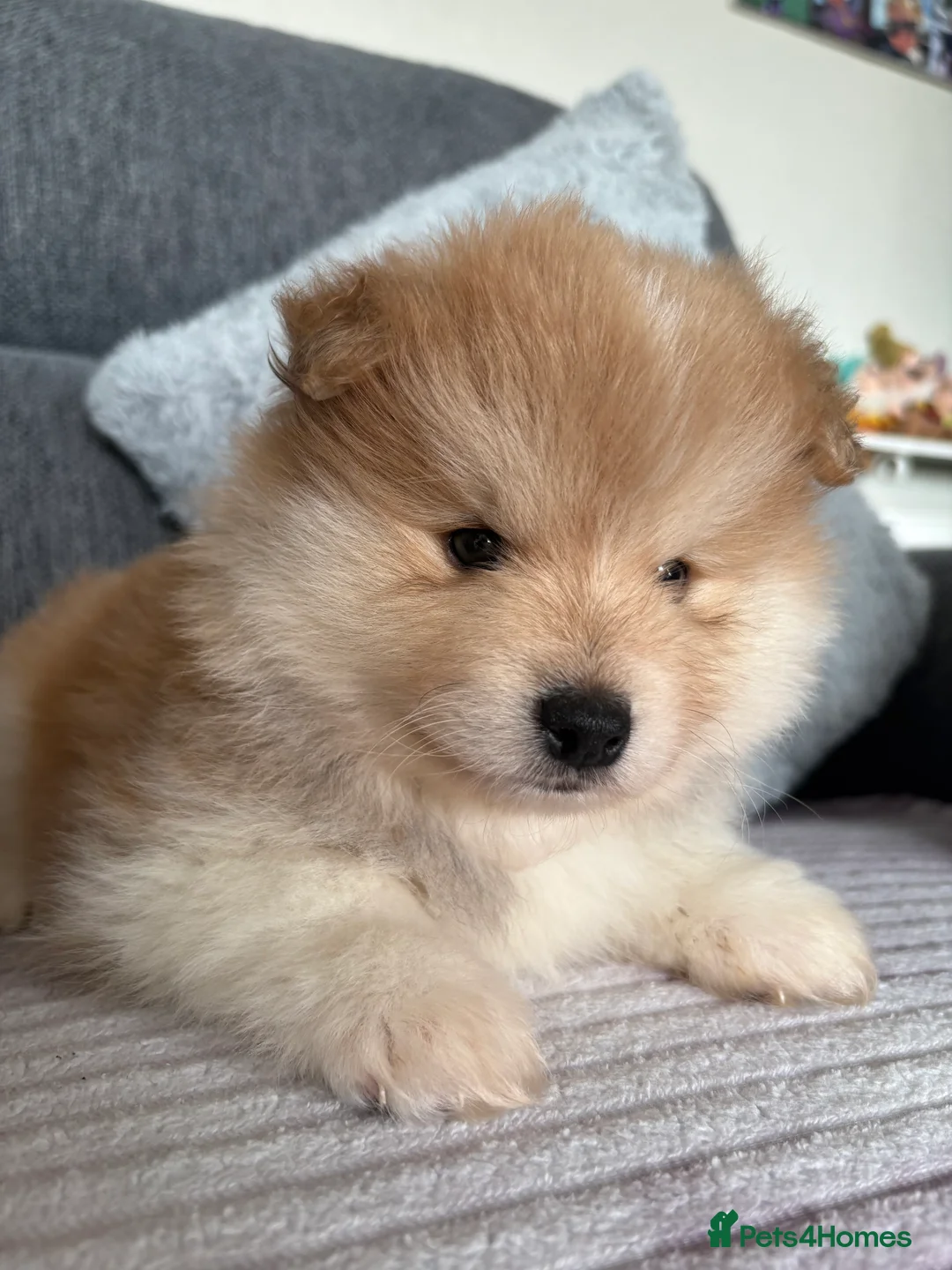 Pomeranian dogs for sale: Pomeranian Puppies - Advert 17