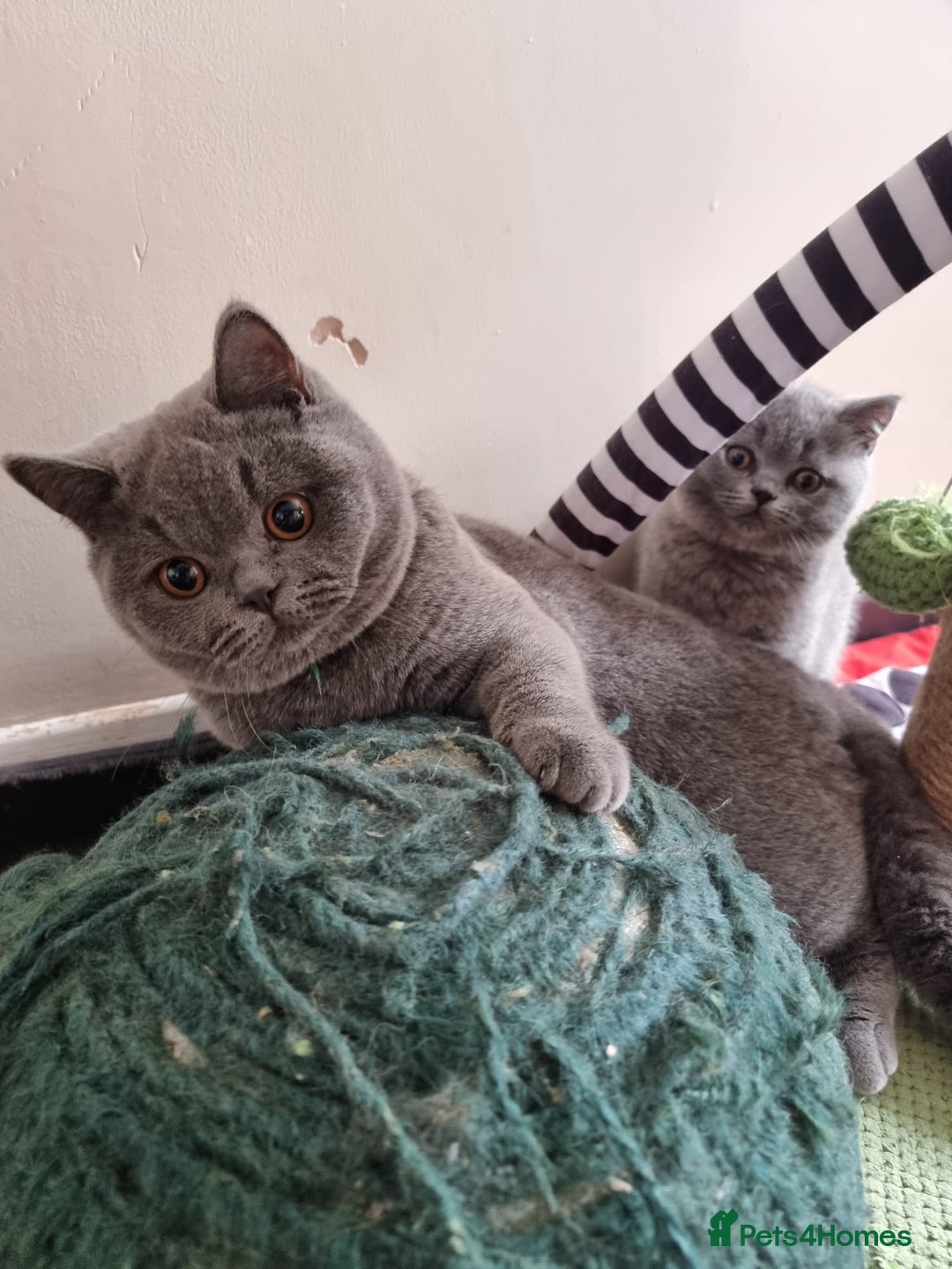 British Shorthair cats for sale:  To Go Now 3 Female Ready GCCF Healthy Pedigree - Advert 10