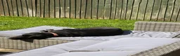 Mixed Breed dogs for sale: Happy, loving family dog in Chorley - Advert 2