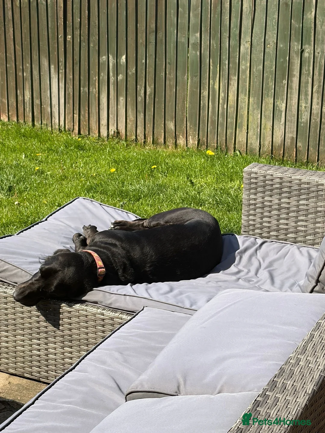 Mixed Breed dogs for sale: Happy, loving family dog in Chorley - Advert 2