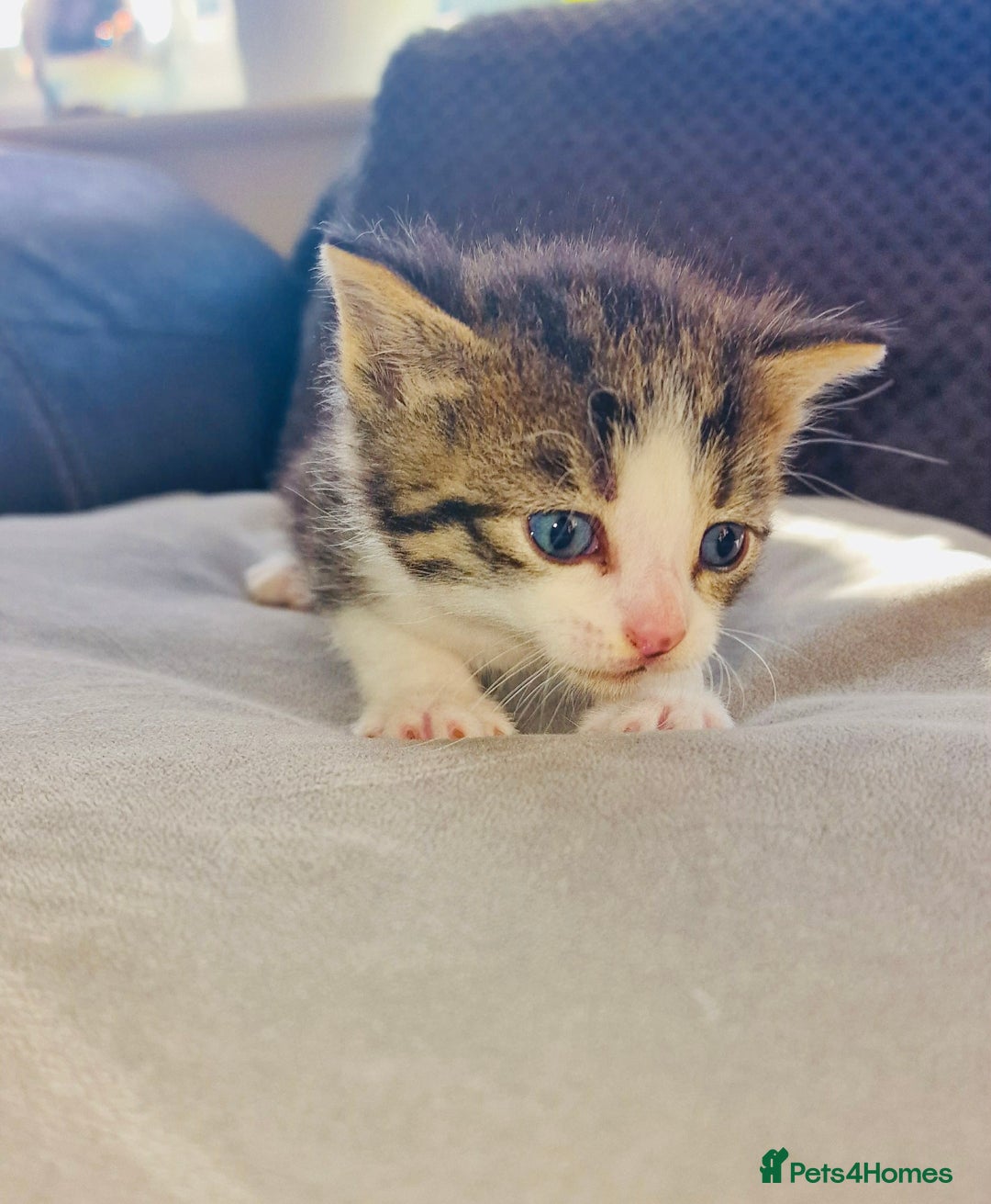 Gallery Image {{count}}