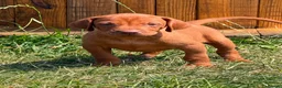 Hungarian Vizsla dogs for sale: Hungarian vizsla - Advert 3