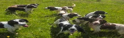 English Springer Spaniel dogs for sale: KC Homebred Health Tested Vet Social Pups 🩷 - Advert 9
