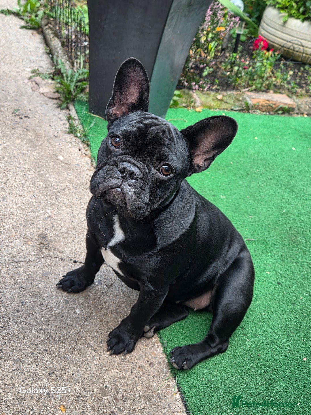 French Bulldog dogs for sale: For Sale - Advert 3
