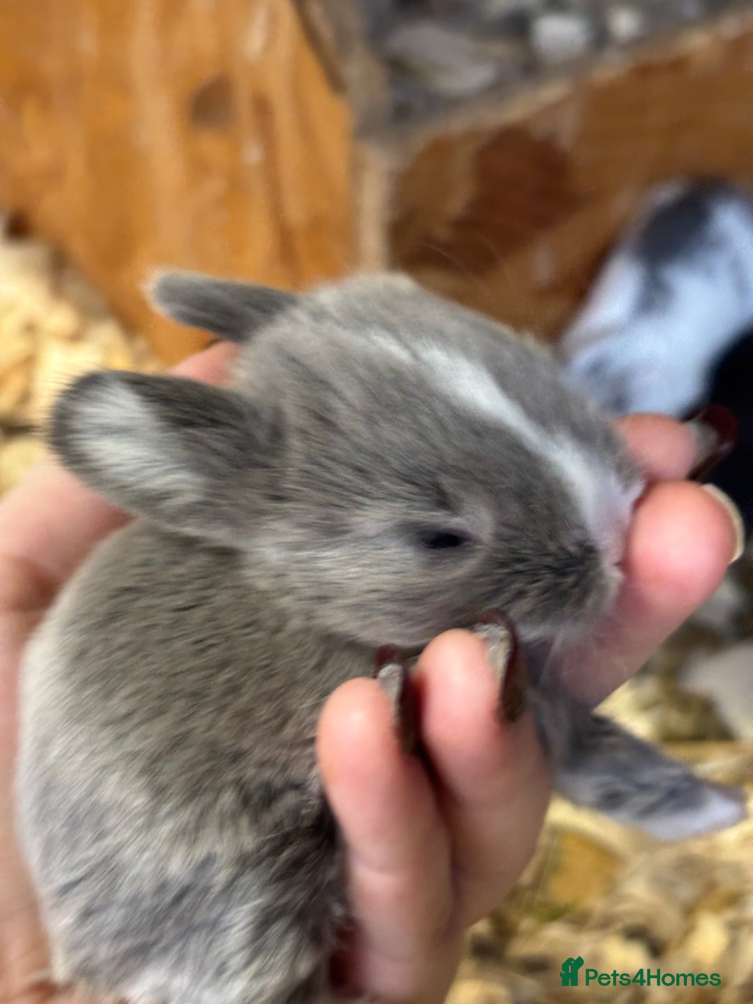 Mini Lop rabbits for sale: White & Grey Mini Lops - Advert 4
