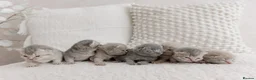 British Shorthair cats for sale: Stunning litter of x7 British short hair kittens  in Milford Haven - Advert 1